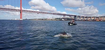 Foto 2 Observación de delfines Lisboa Paseo en barco