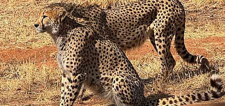 Photo 2 Ann Van Dyk Cheetah Centre Tour from Johannesburg or Pretoria