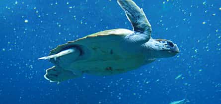 Photo 2 Cretaquarium Tour From Heraklion - Pick up from Kokkini Hani to Malia
