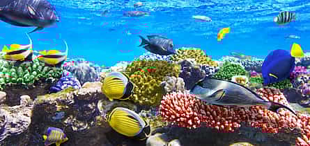 Photo 2 Mahmya Island Snorkeling Trip from Hurghada