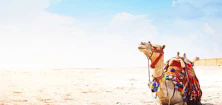 Foto 2 Camel Ride in Agadir