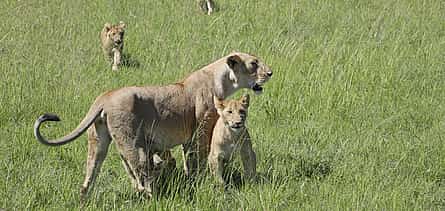 Photo 2 6 Daуs Amboseli, Lake Nakuru and Maasai Mara Safari