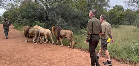 Photo 2 Walk with Lions in Johannesburg & Elephant Experience