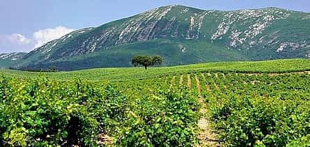 Photo 2 Wine Tasting - Private Half-Day Tour