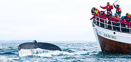 Photo 2 Whale & Puffin Watching from Húsavík