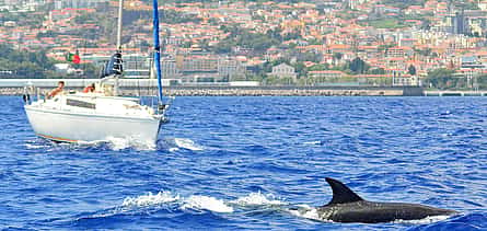 Foto 2 Madeira: Delfinbeobachtung