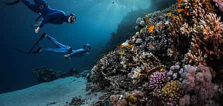 Photo 2 White Island and Ras Mohammed National Park Snorkeling Boat Trip