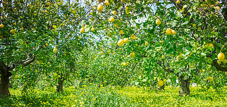Фото 2 Пешеходная экскурсия по Сорренто с лимоном и сыром
