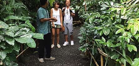 Photo 2 Mt Batur Sunrise & Visit to Luwak Coffee Plantation