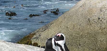 Фото 2 Частный экскурсионный однодневный тур с гидом к пингвинам Капского полуострова