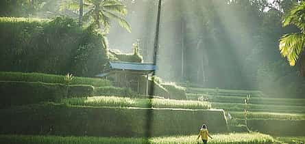Foto 2 Ubud Temples, Waterfalls, Rice Terraces & Balinese Culture
