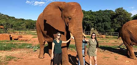 Fotoğraf 2 Visite du Sanctuaire des Éléphants depuis Johannesburg