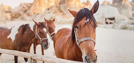 Photo 2 Cappadocia Horseback Riding Tour