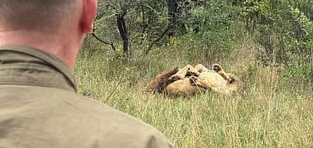Photo 2 Walk With Lions From Johannesburg