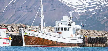 Photo 2 Whale Watching from Árskógssandur - 30 Minutes from Akureyri