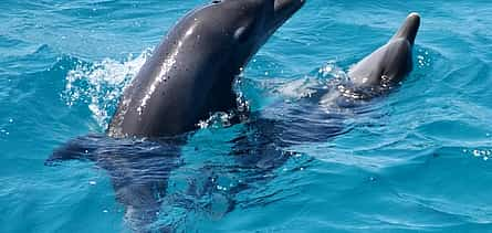 Photo 2 Day Tour on Yacht with Dolphins