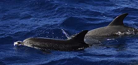 Фото 2 1,5-часовой тур с наблюдением за дельфинами и китами