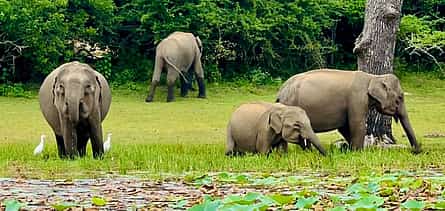 Photo 2 Sri Lanka Yala Wildlife Safari Tour Packages
