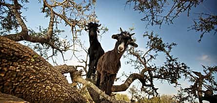 Photo 2 Shared Group Day Trip: Marrakech to Essaouira
