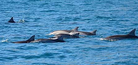 Photo 2 Full Day Catamaran Trip: Dolphin Encounter in the South West + Visit Benitiers Island