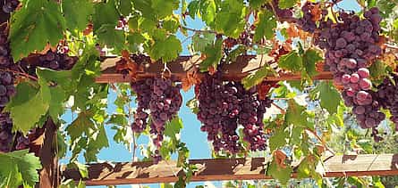 Photo 2 Troodos Mountain Villages and Wineries Tour with Tasting from Larnaca