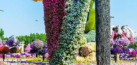 Photo 2 Dubai Miracle Garden Tickets with Round Trip Transfers