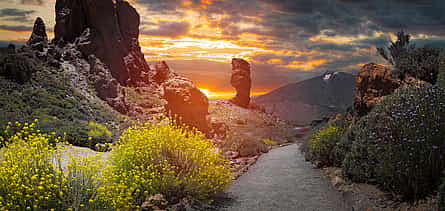 Foto 2 Excursión privada al Parque Nacional del Teide