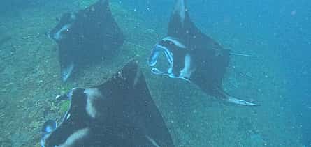 Photo 2 From Bali: Day Trip With Lunch and  Manta Bay Snorkelling Nusa Penida