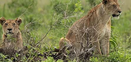 Photo 2 Tanzania: Day Safari in Tarangire National Park