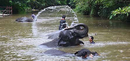 Фото 2 Экскурсия в заповедник слонов