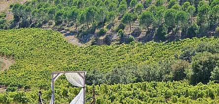 Fotografie 2 Private Lisbon Southern Region (Fernão Pó) Wine Tasting Tour