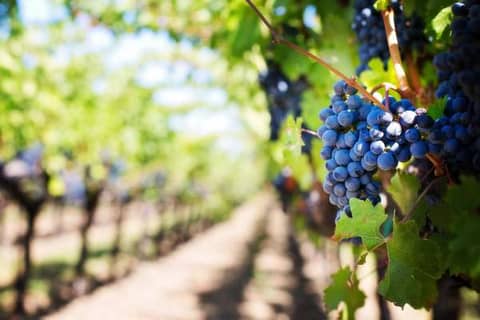 Wine Tour