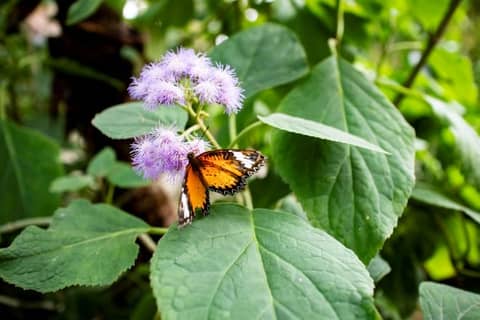 Milano Marittima Butterfly House: independent entrance