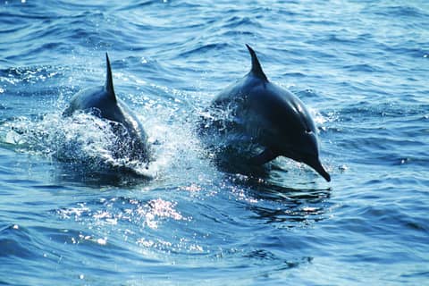 Dolphin & Turtle Watching Tour