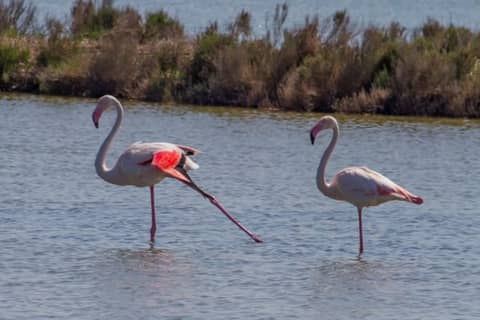 Po Delta Park: guided excursion into protected nature