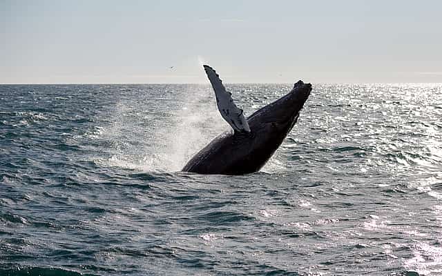 Reykjavik Whale Watching