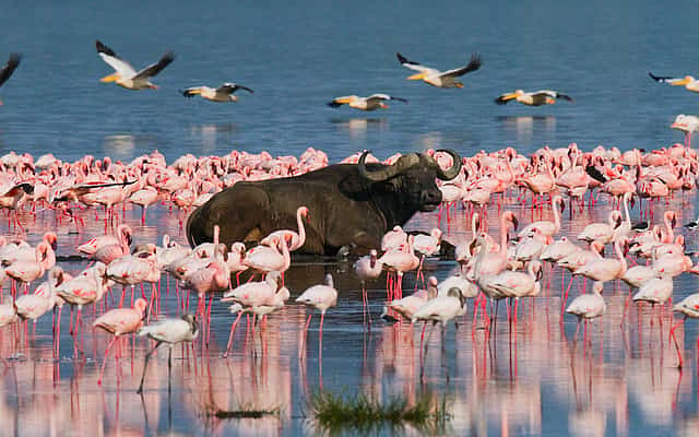 Lake Nakuru