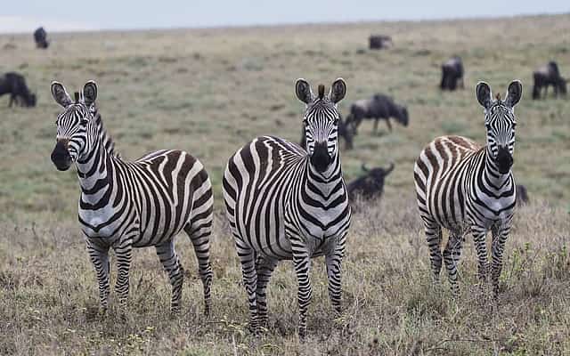 Arusha