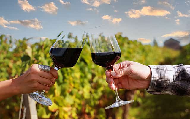 Stellenbosch Wine Routes