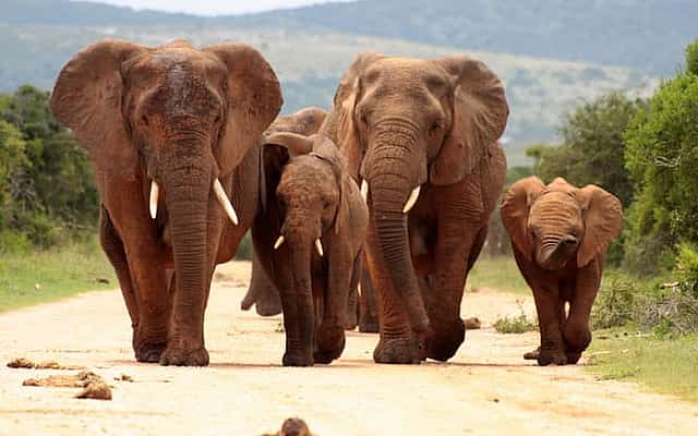 Pilanesberg National Park