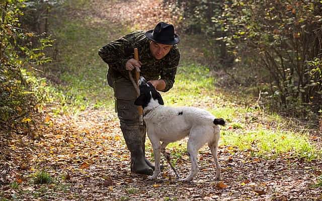 Truffle hunting