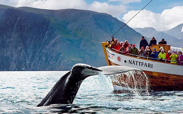 Húsavík Whale Watching