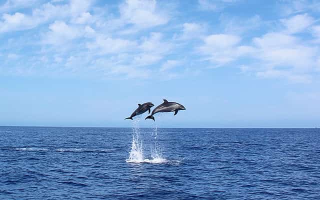 Vila da Calheta