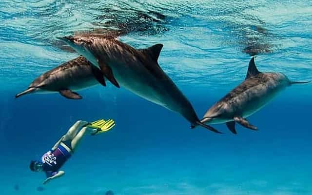 Red Sea