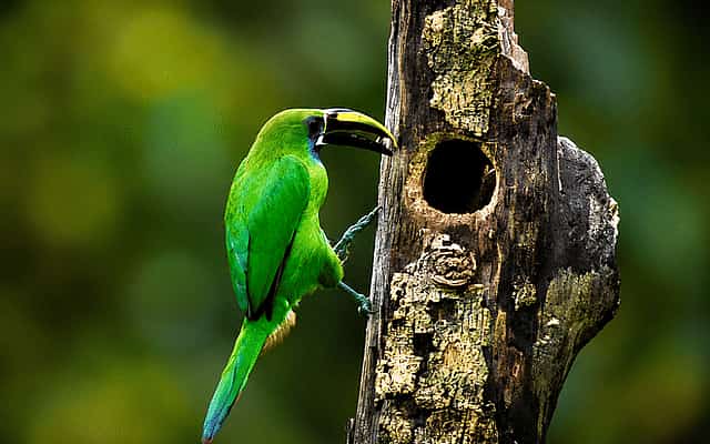 Monteverde