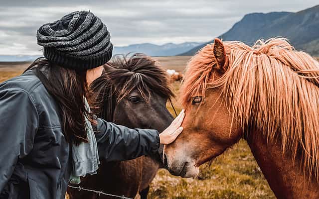 Horse Riding Tour in Mývatn