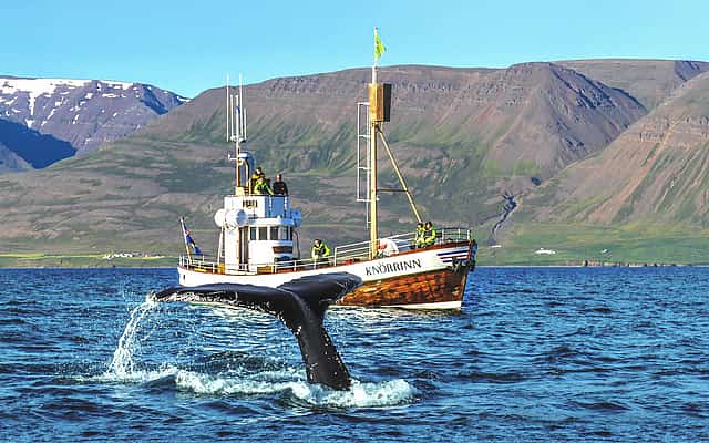 Whale Watching from Árskógssandur