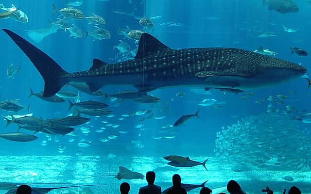 Florya Aquarium