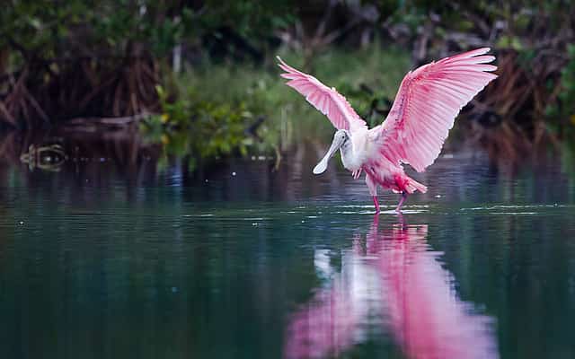 Everglades Holiday Park