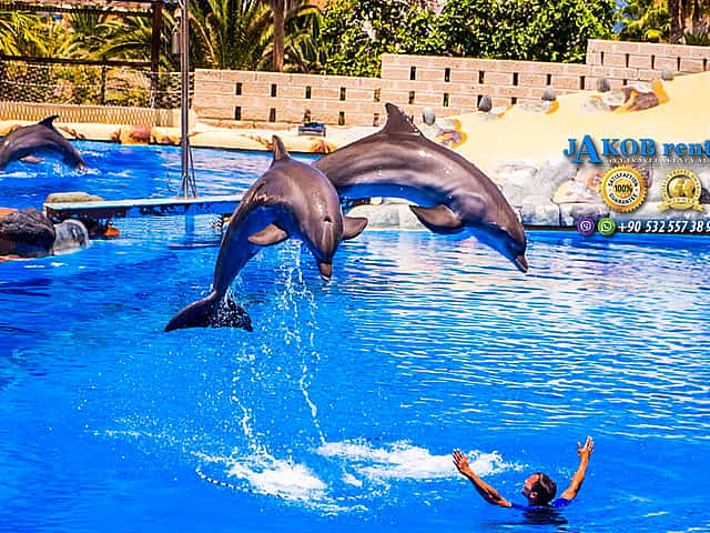 Dolphin Show from Alanya